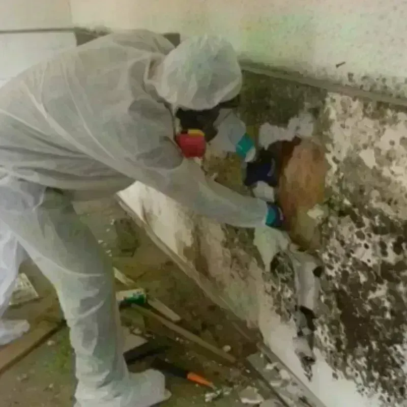 Mold Remediation and Removal in Bartlett, NE